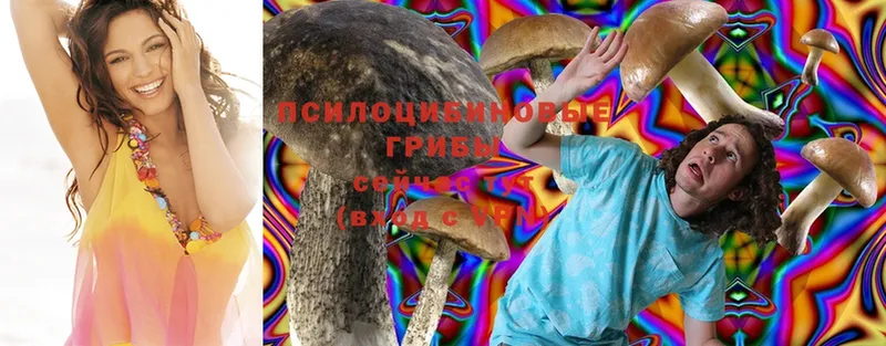 Галлюциногенные грибы Psilocybine cubensis  Апатиты 